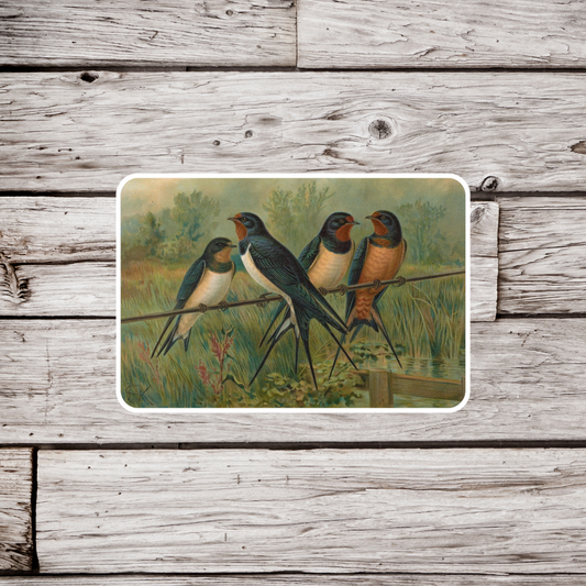 Barn Swallow Sticker or Magnet, Swallow Magnet, Bird Sticker, Bird Magnet, Waterproof Sticker, Birder Sticker, Vintage Sticker, Magnet