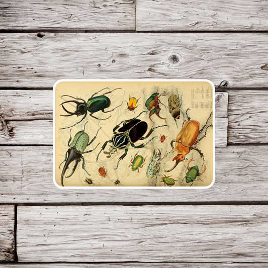 Beetle Sticker, Natural History Sticker, Waterproof Sticker, Vintage Entomology Sticker, Insect Sticker, Bug Sticker, Beetle Fridge Magnet