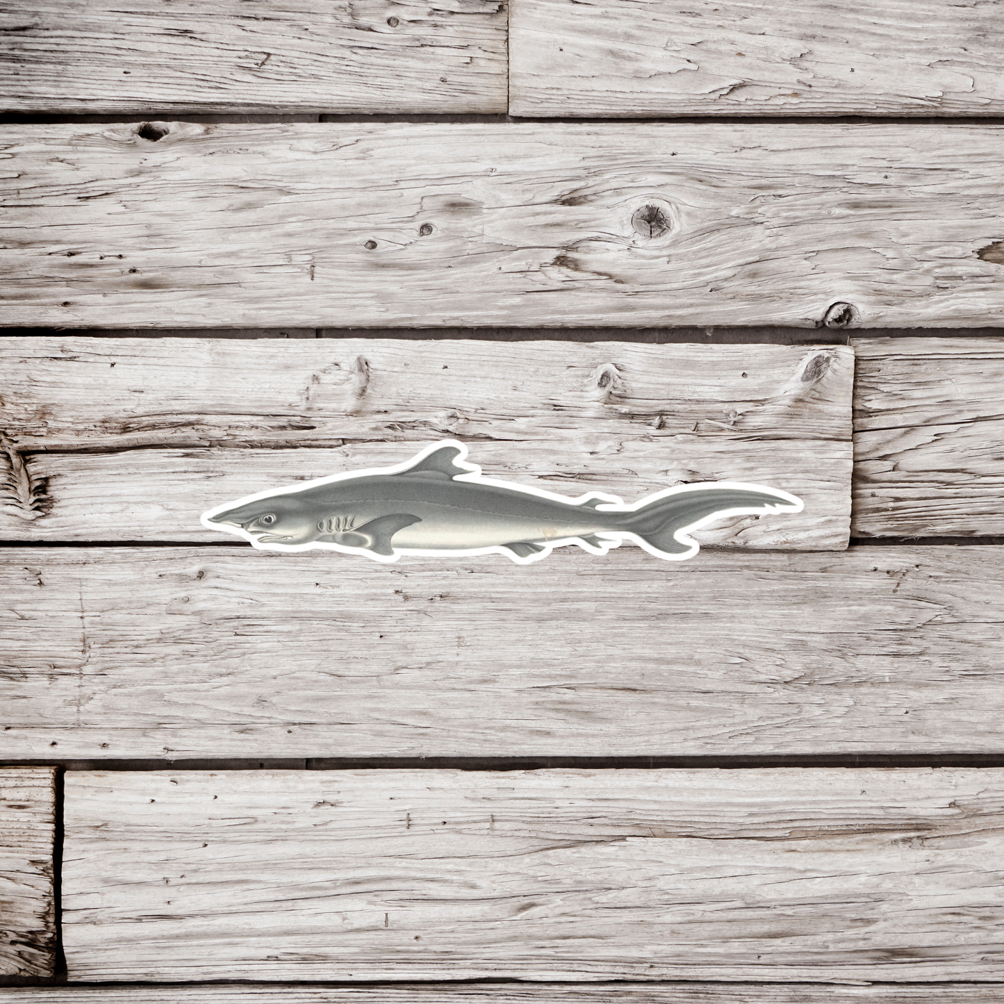 Bigeye Sixgill Shark Sticker