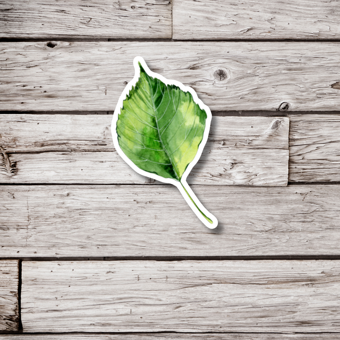 Birch Leaf Sticker