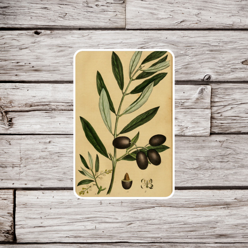 Draw Olive Sticker Olive Sticker – NatureCuts