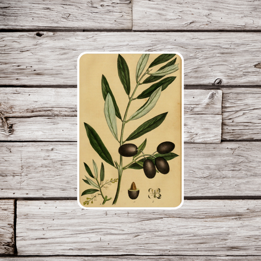 Olive Sticker or Magnet, Vintage Olive Sticker, Waterproof Sticker, Olive Magnet, Black Olive Sticker, Plant Sticker, Olive Branch Sticker