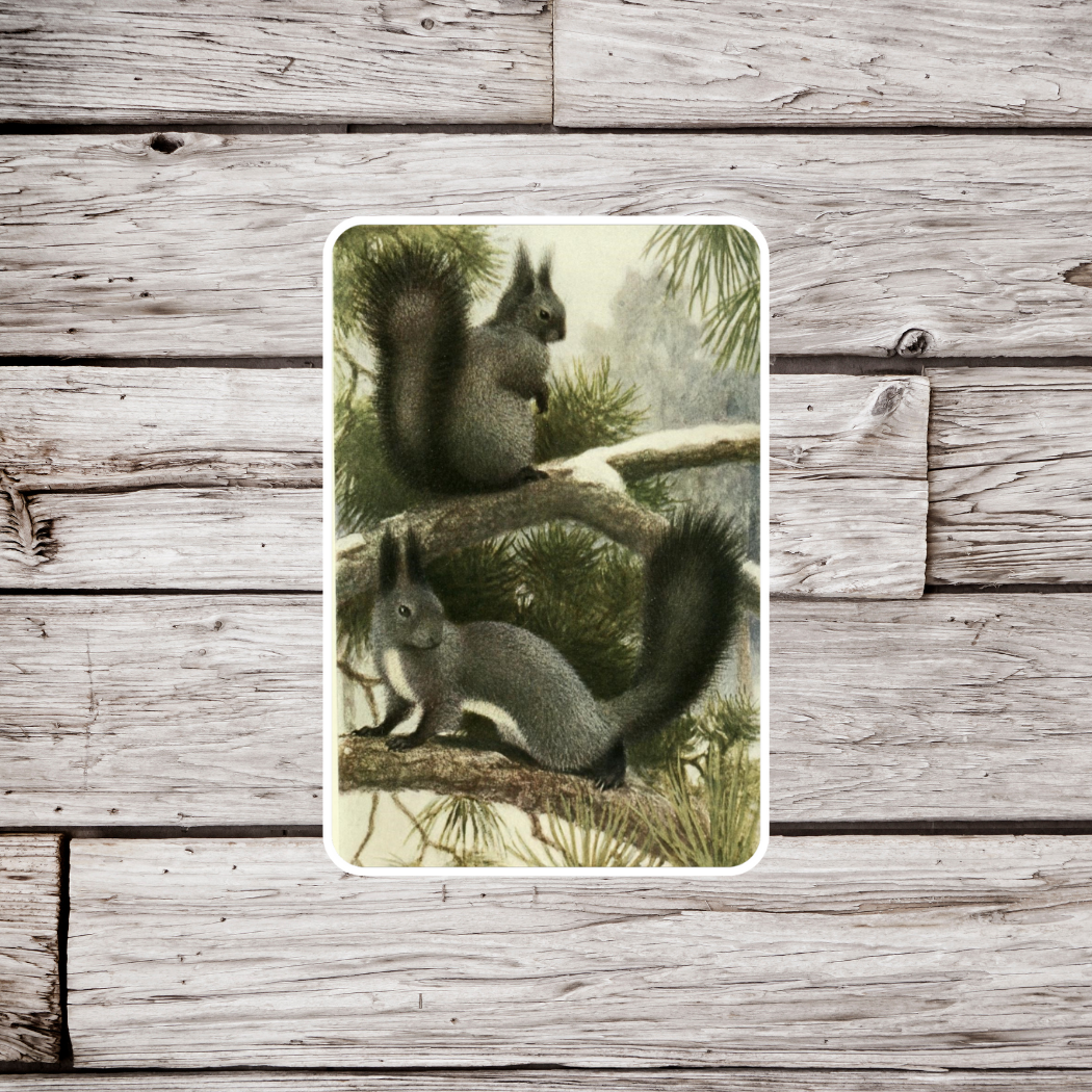 Black Squirrel Sticker