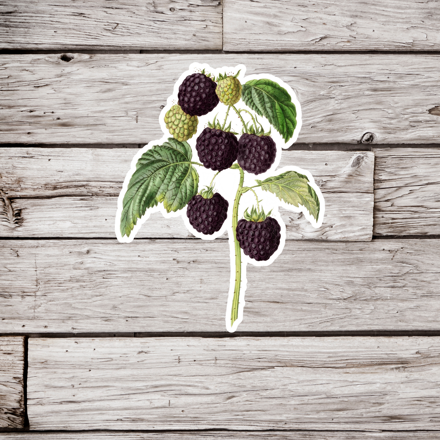 Blackberry Sticker