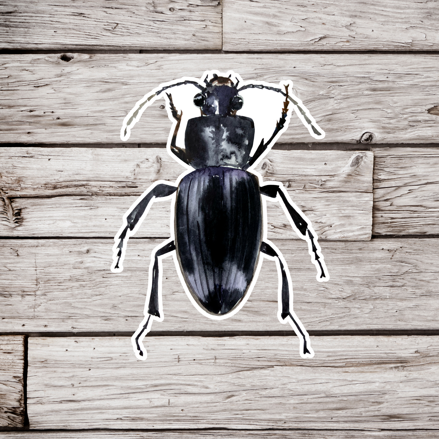 Black Ground Beetle Sticker