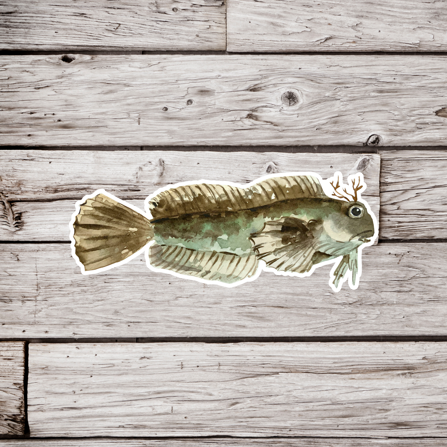 Blenny Fish Sticker