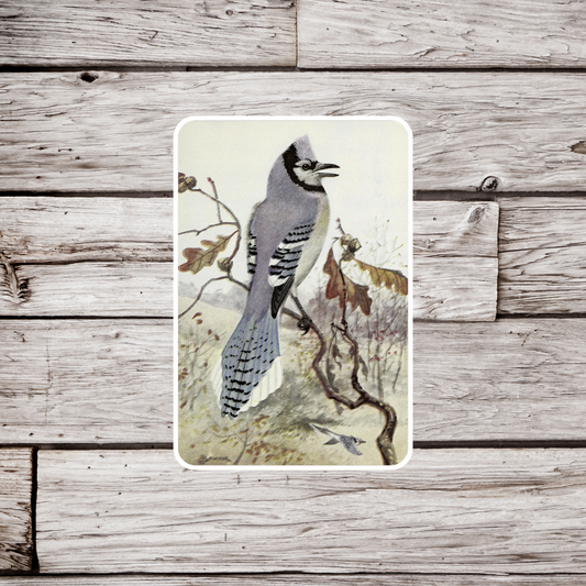 Blue Jay Sticker or Magnet, Blue Jay Magnet, Bird Sticker, Animal Sticker, Waterproof Sticker, Vintage Sticker, Bird Magnet, Fridge Magnet