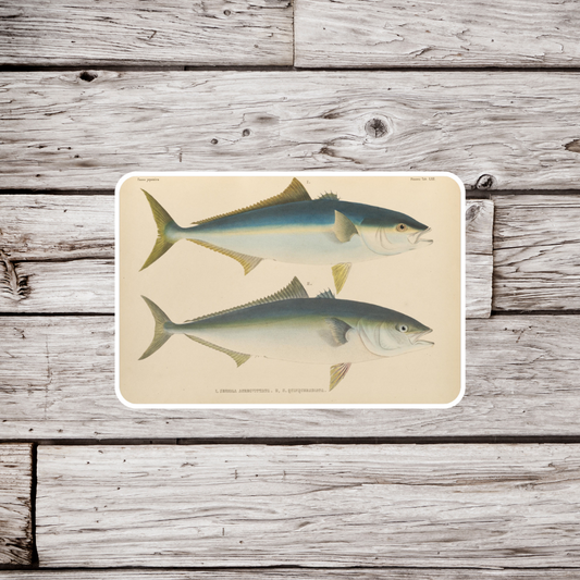 Tuna Sticker or Magnet, Tuna Sticker, Waterproof Sticker, Tuna Magnet, Fish Sticker, Fishing Sticker, Vintage Tuna Fish Sticker, Fish Magnet