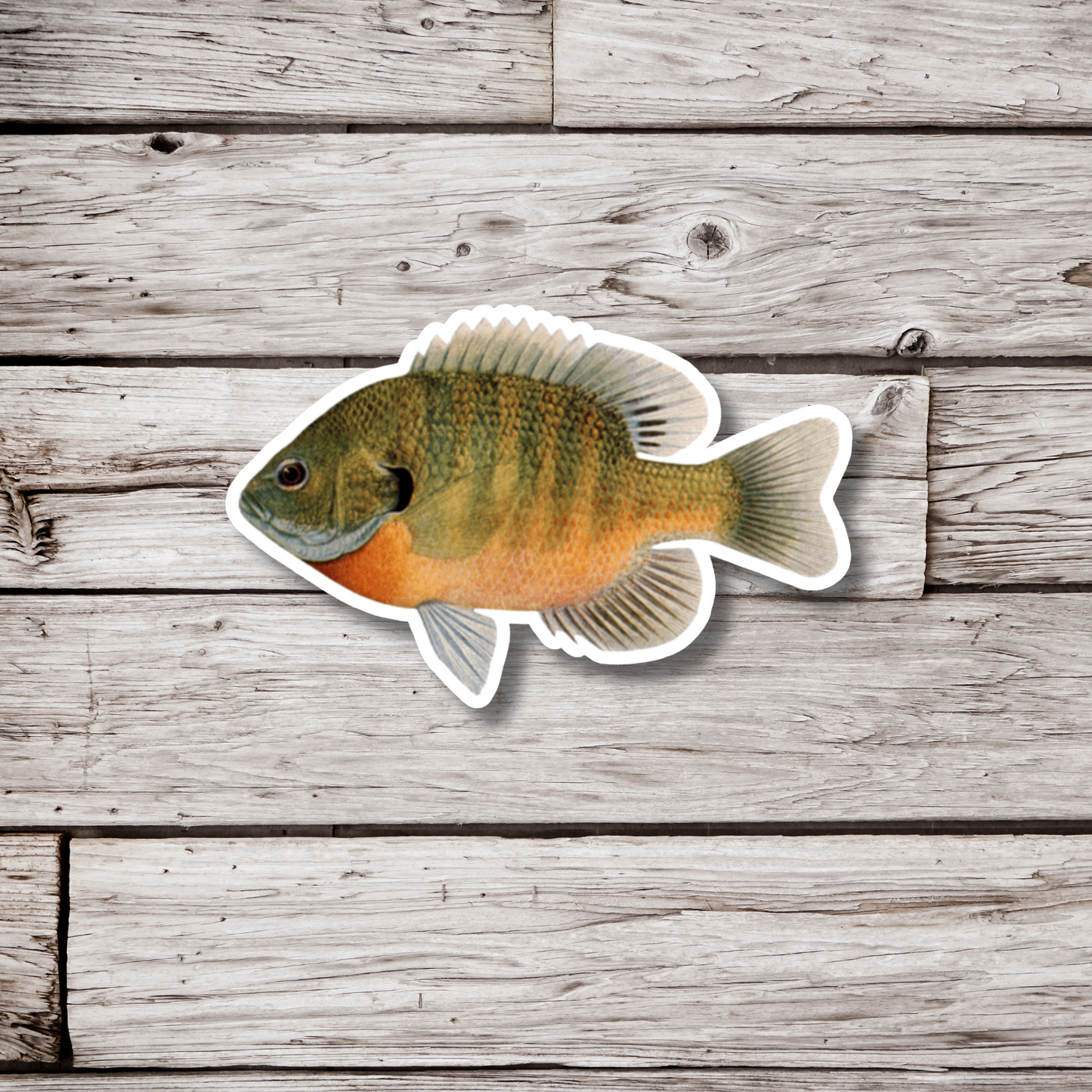 Bluegill Sticker