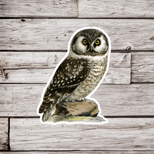 Boreal Owl Sticker or Magnet
