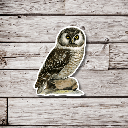 Boreal Owl Sticker