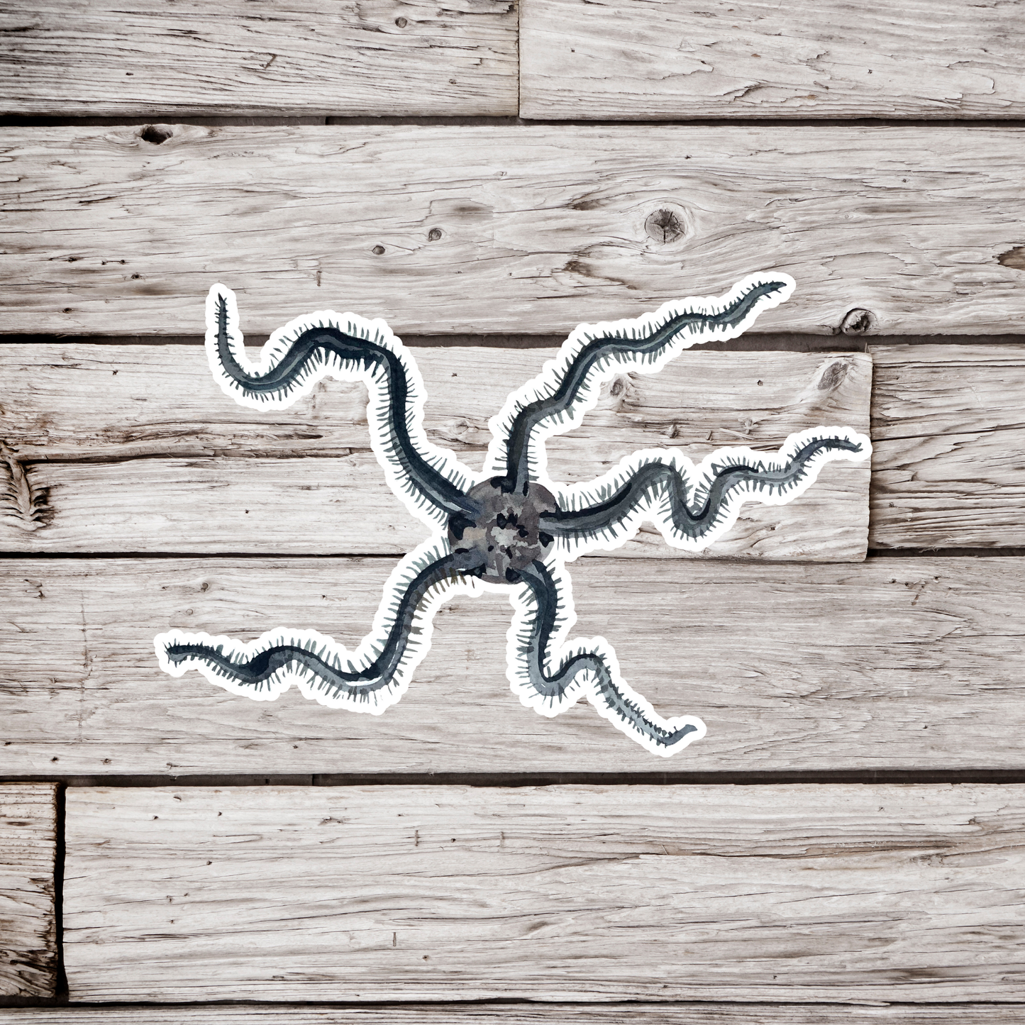 Brittle Star Sticker