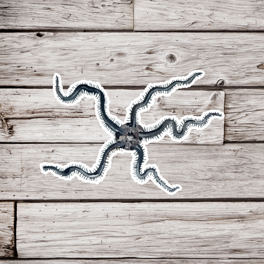 Brittle Star Sticker