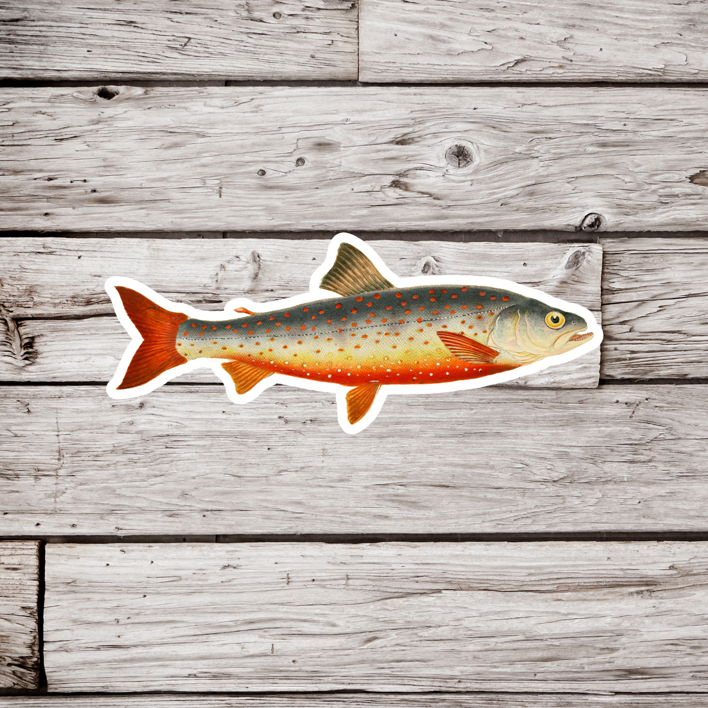 Brook Trout Sticker