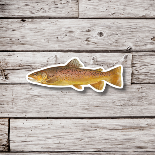 Brown Trout Sticker