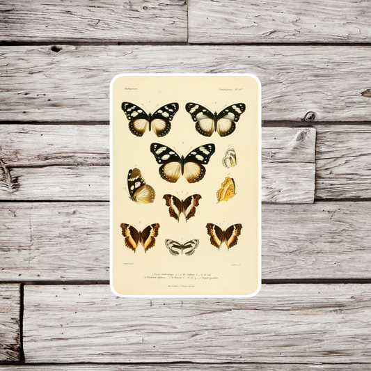 Butterfly Sticker, Butterfly Magnet, Moth Sticker, Vintage Sticker, Insect Sticker, Waterproof Sticker, Decorative Magnet, Fridge Magnet