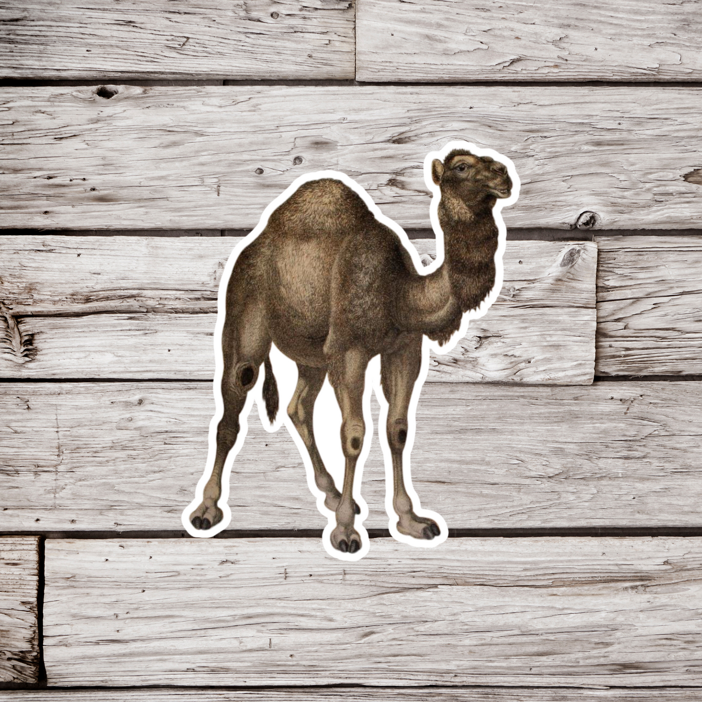 Camel Sticker