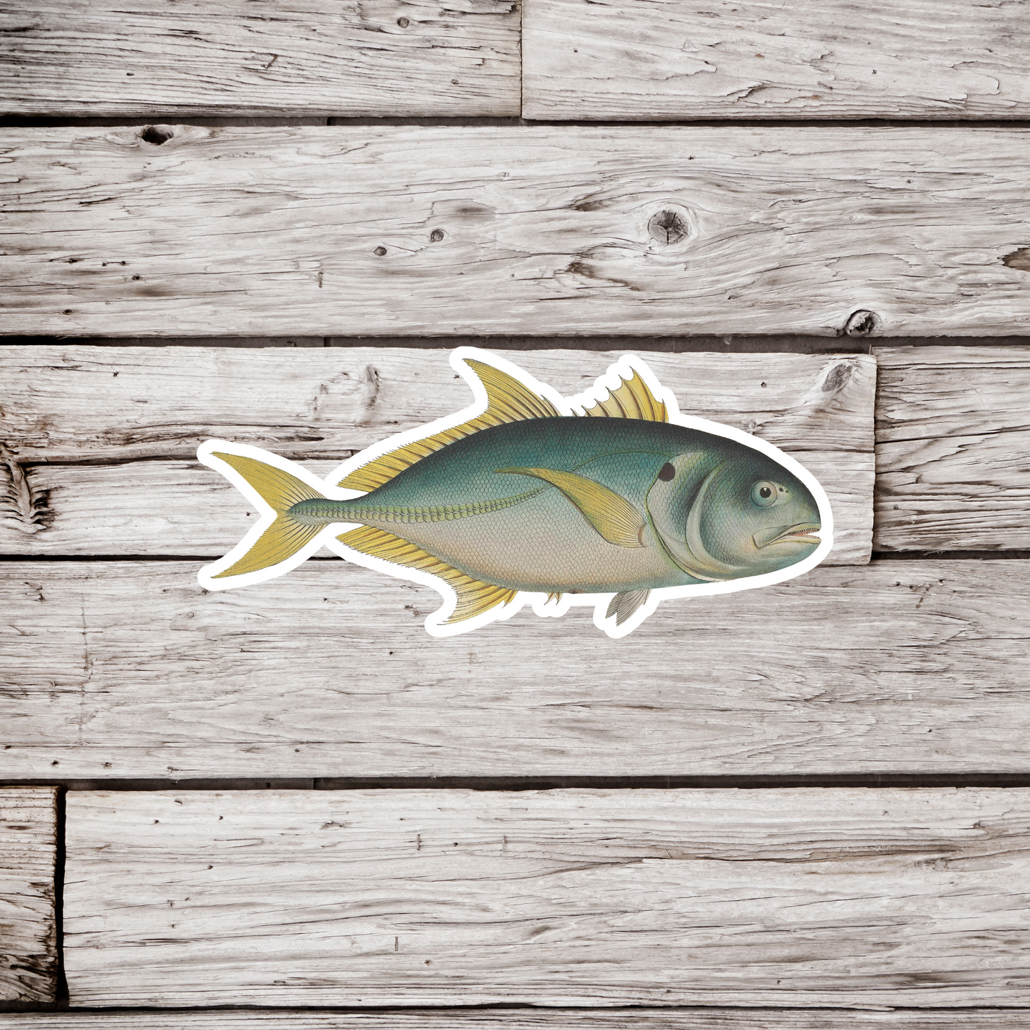 Carangidae, Jack Fish Sticker