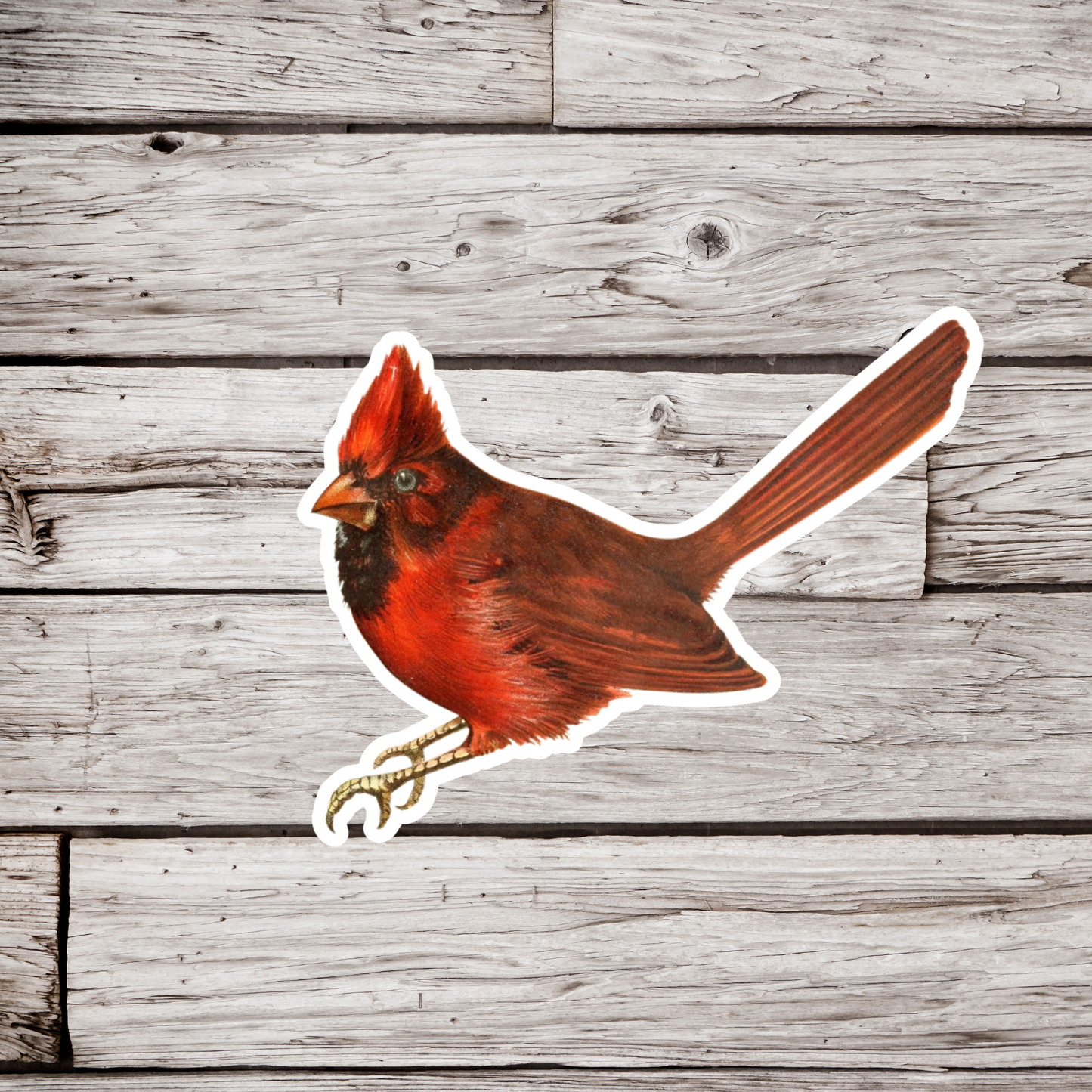 Cardinal Sticker