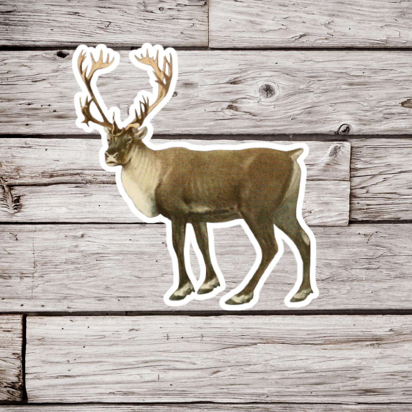 Caribou Sticker