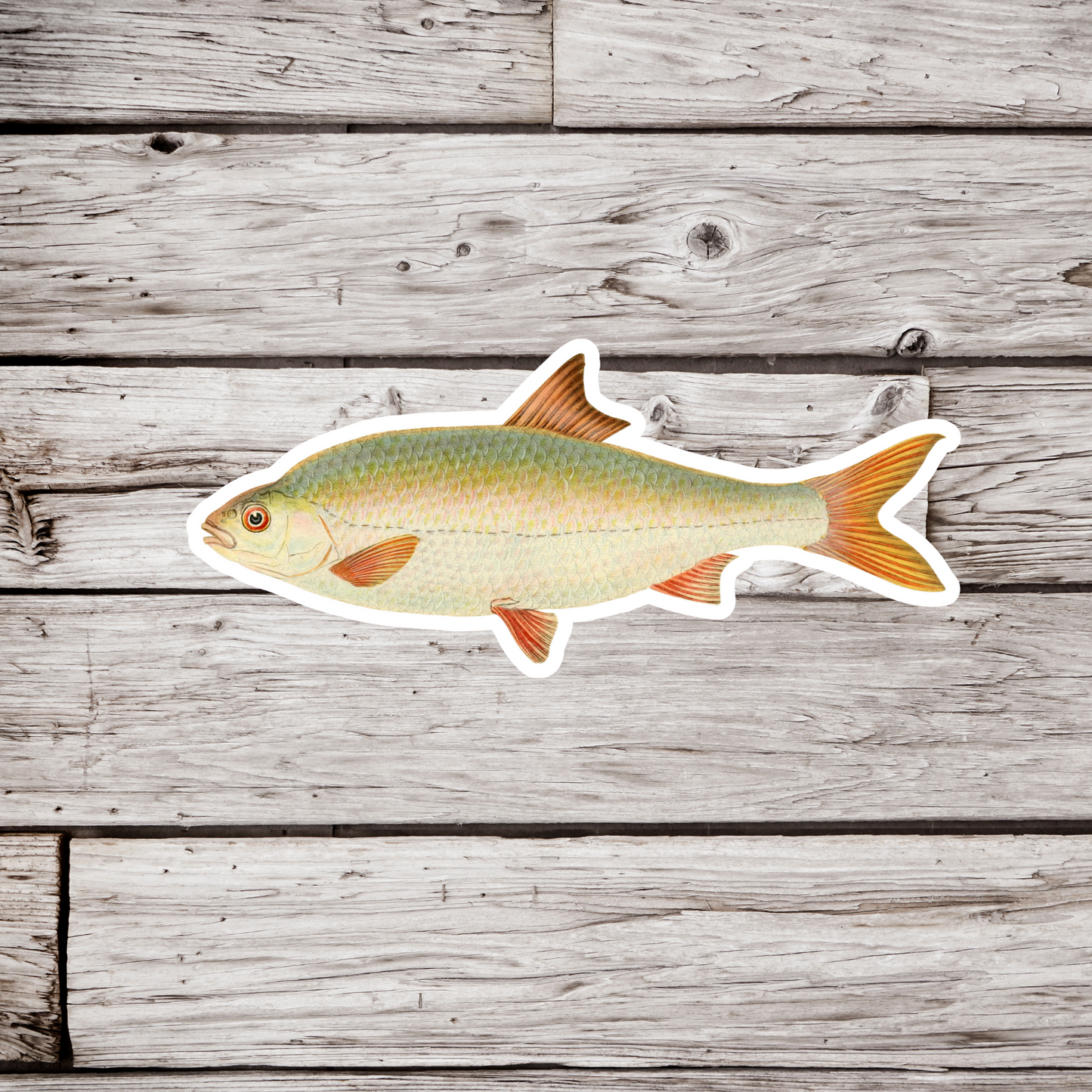 Carp Sticker