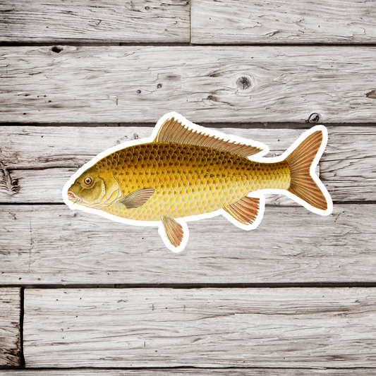 Carp Sticker