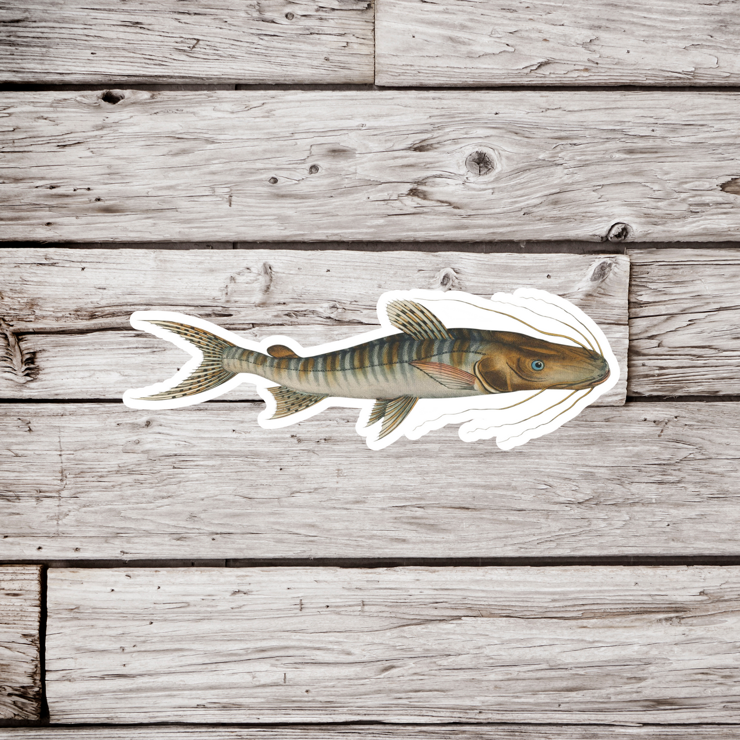 Catfish Sticker