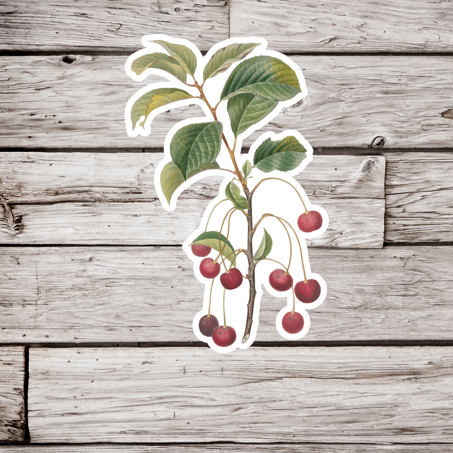 Cherry Sticker