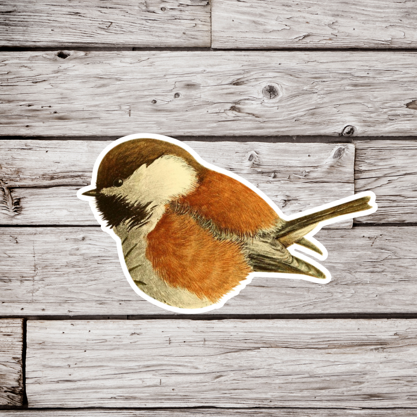 Chickadee Sticker