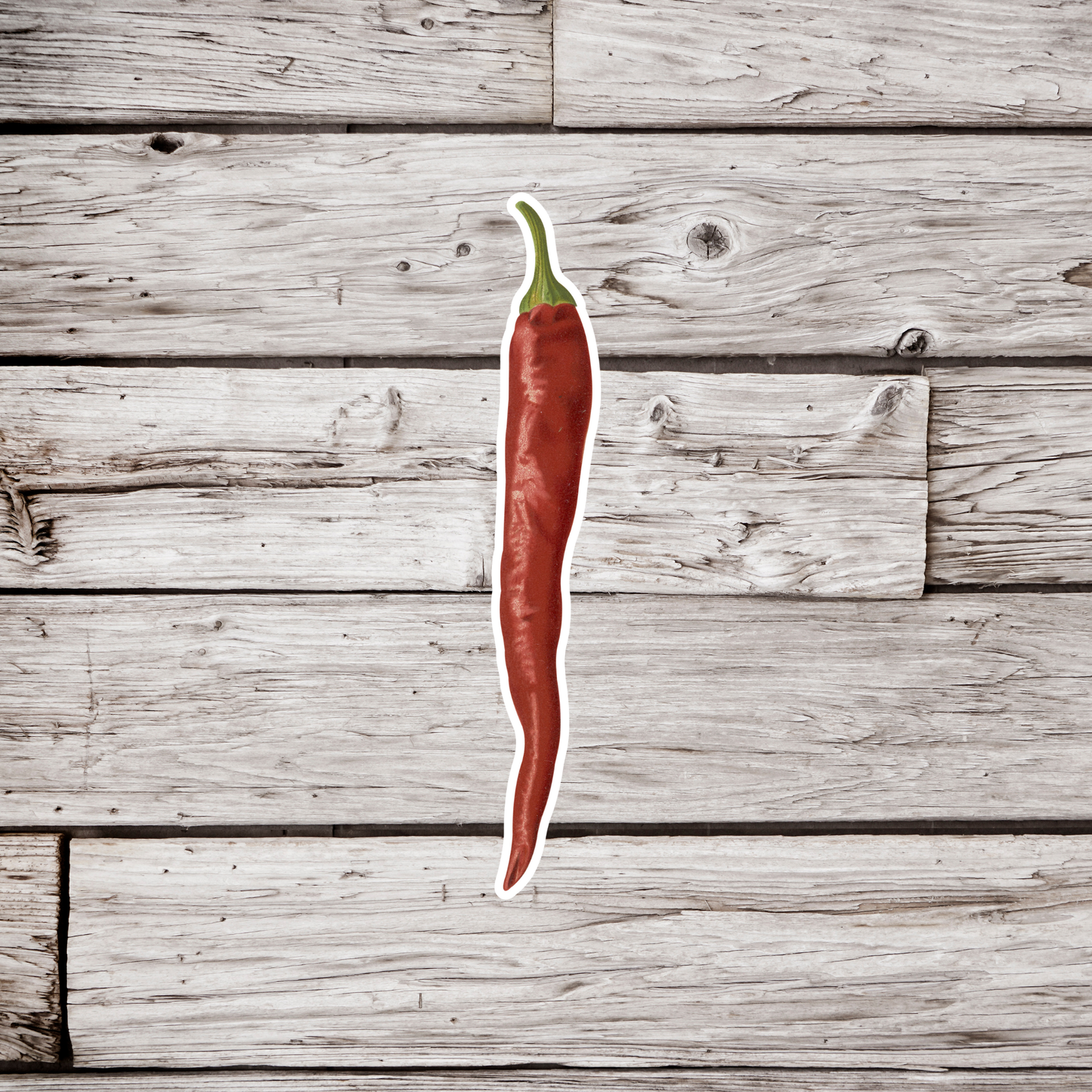 Chili Pepper Sticker