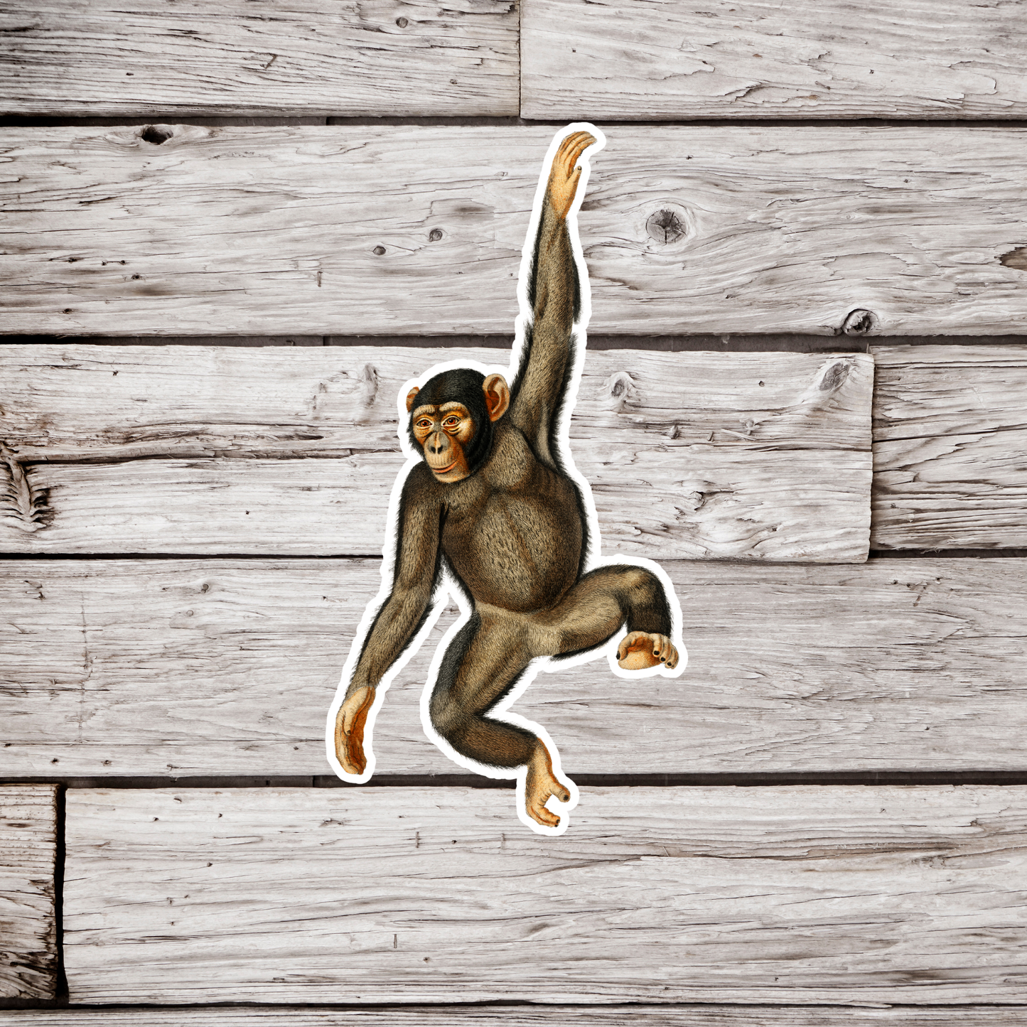 Chimpanzee Sticker