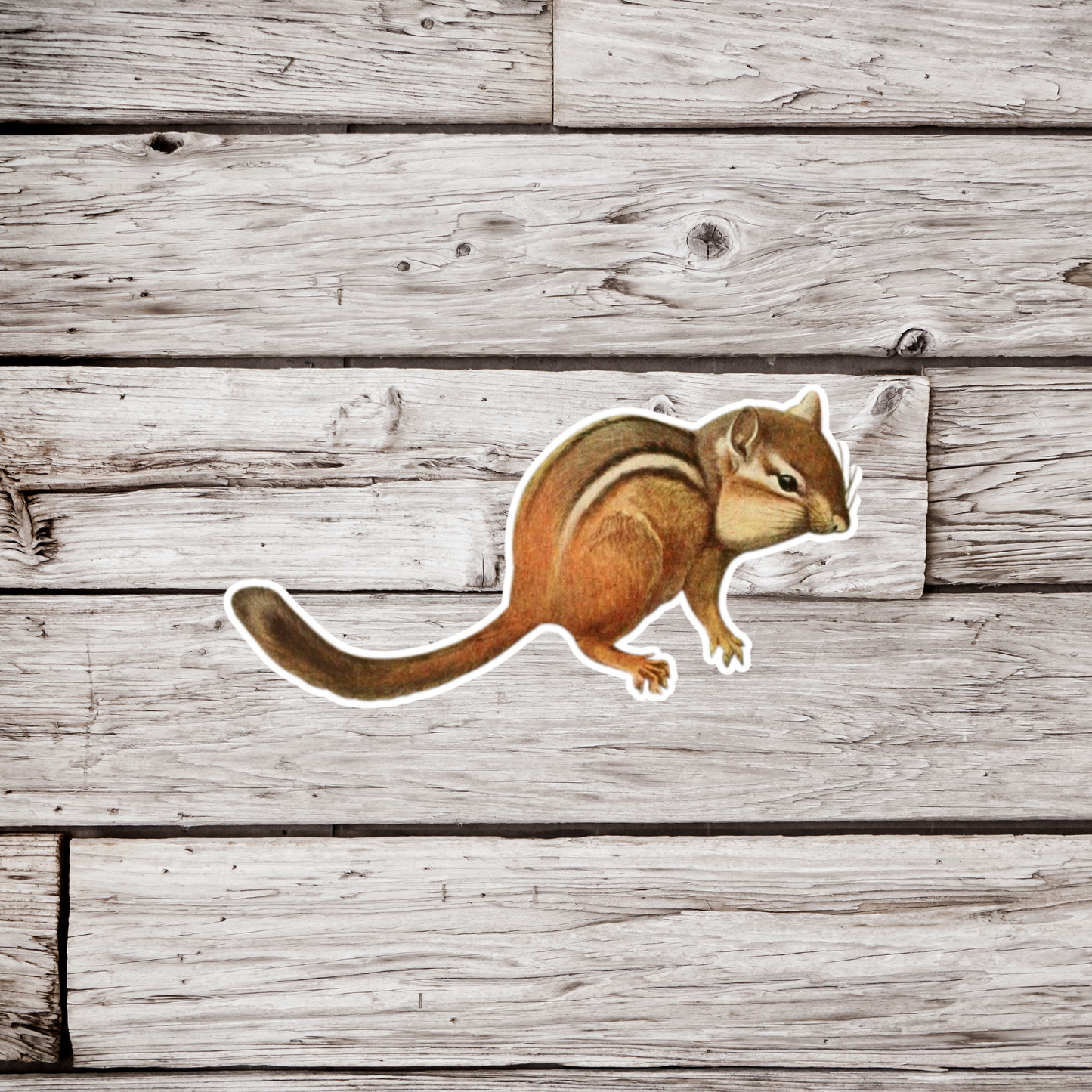 Chipmunk Sticker