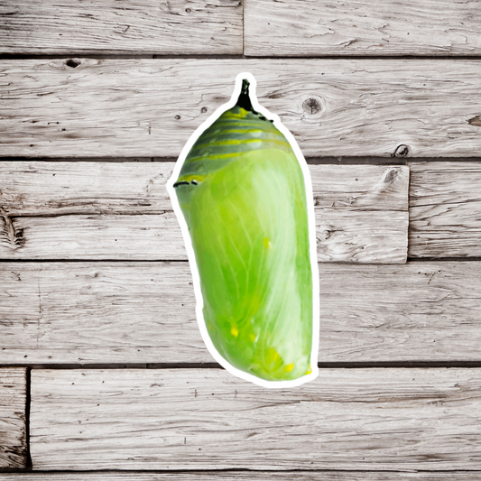 Monarch Chrysalis Sticker