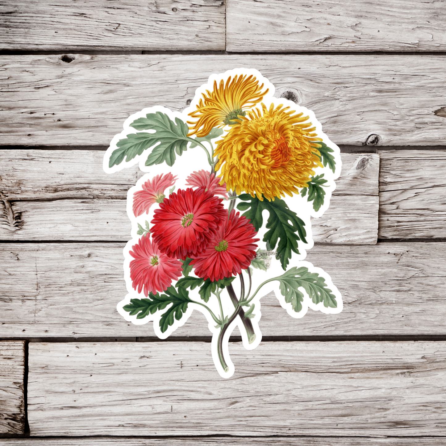 Chrysanthemum Flower Sticker