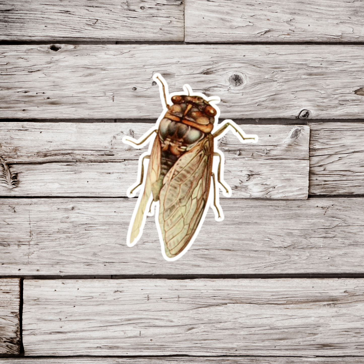 Cicada Sticker