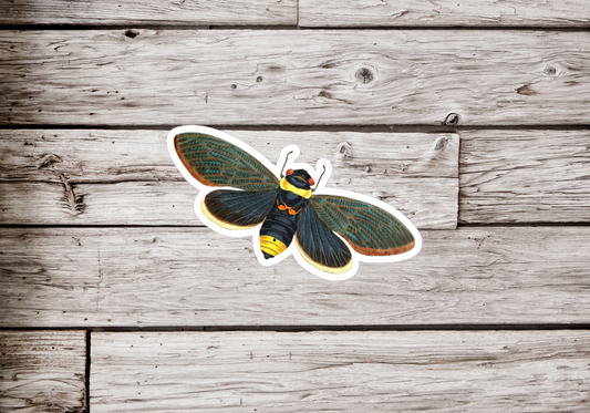 Cicada Sticker or Magnet