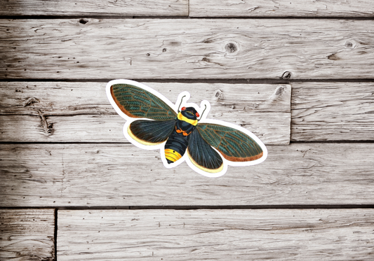 Cicada Sticker