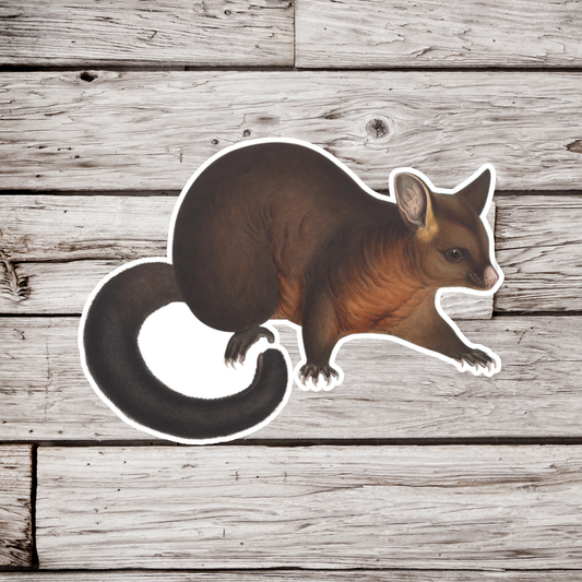 Common Brushtail Possum Sticker