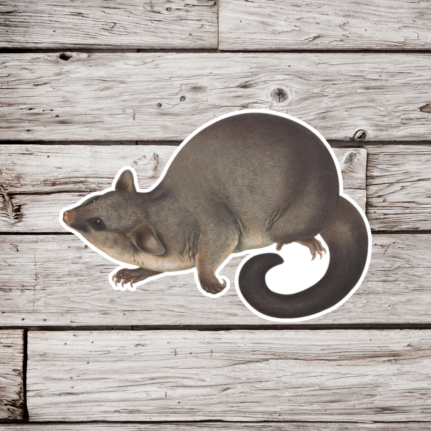 Common Brushtail Possum Sticker