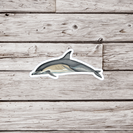 Common Dolphin Sticker