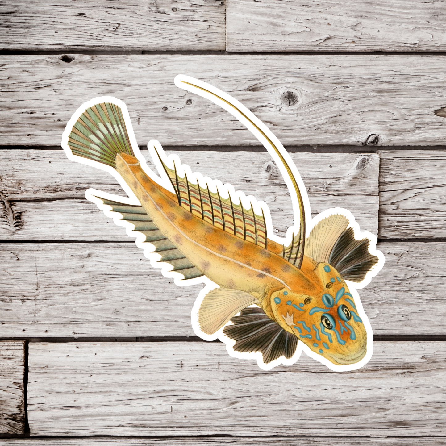 Common Dragonet Sticker, Callionymus lyra Fish Sticker