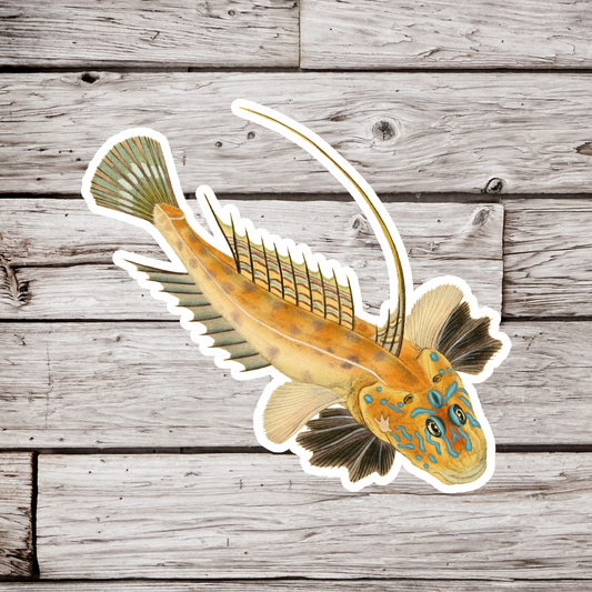 Common Dragonet Sticker, Callionymus lyra Fish Sticker