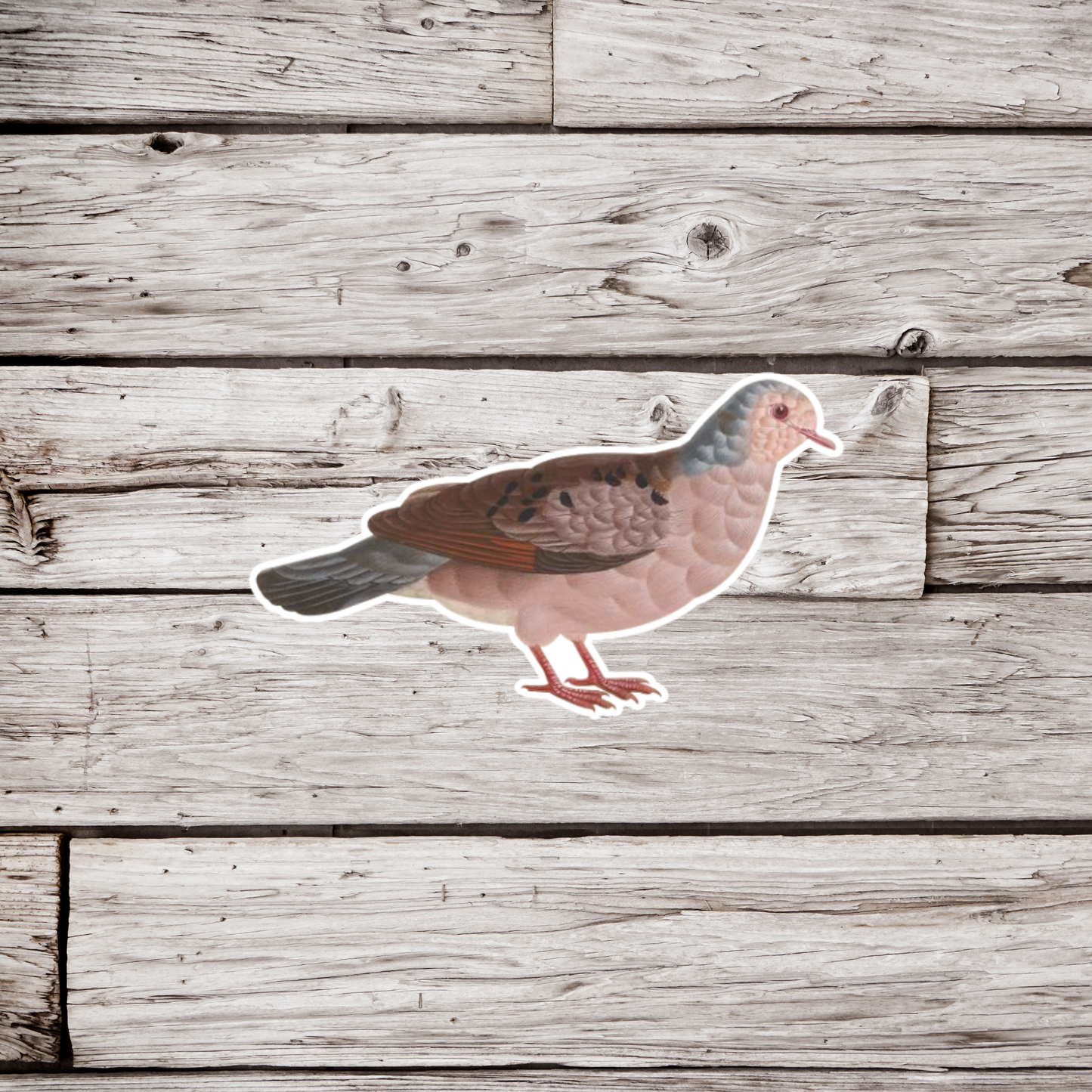 Common Ground Dove Sticker