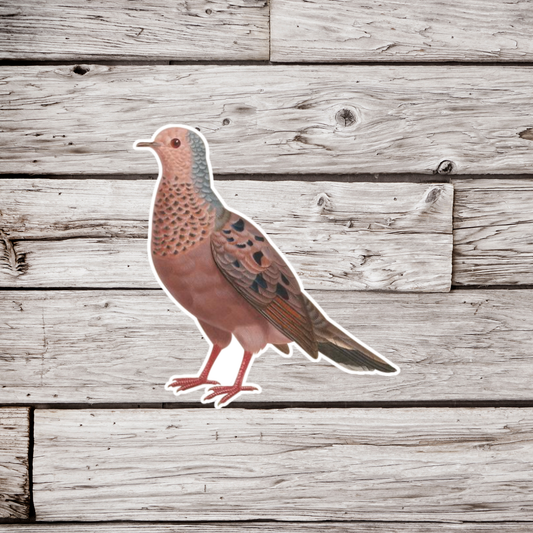 Common Ground Dove Sticker