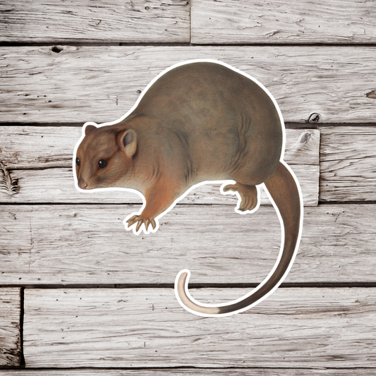 Common Ringtail Possum Sticker