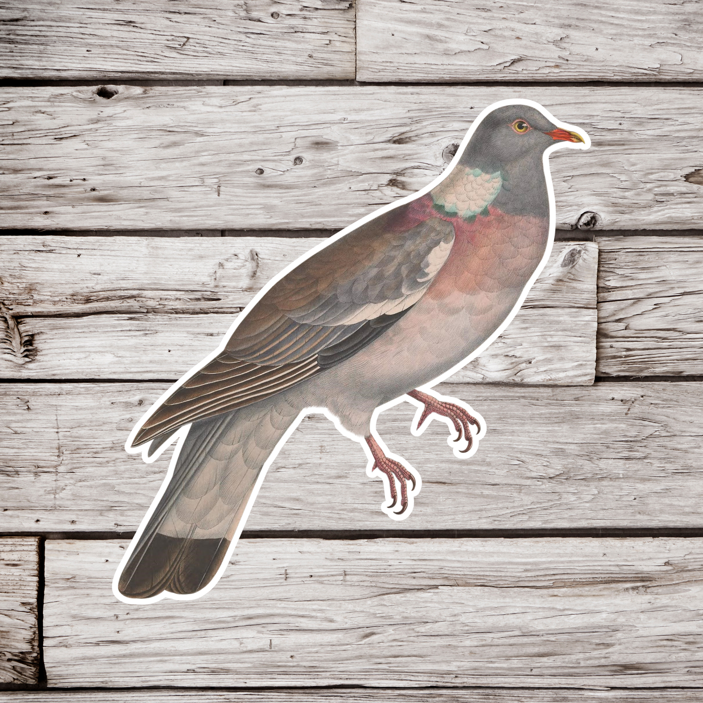 Common Wood Pigeon Sticker