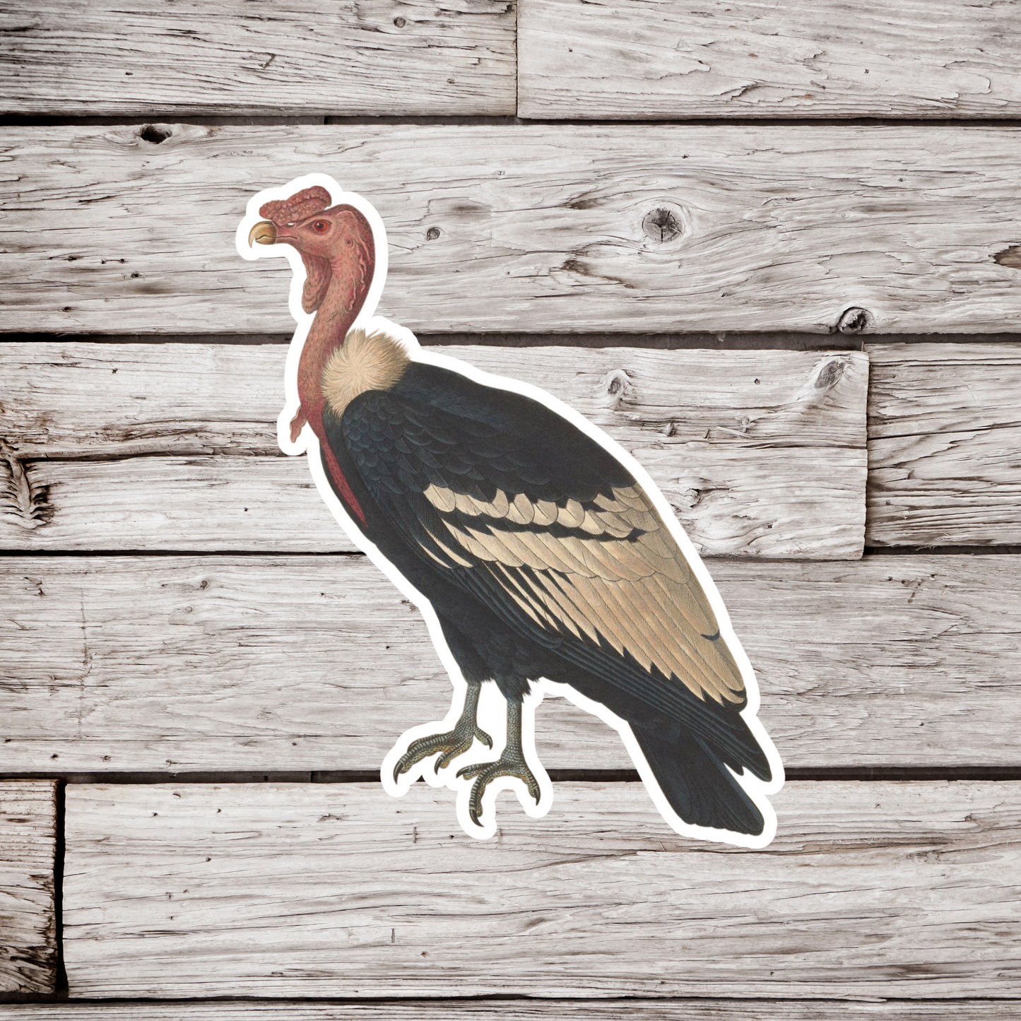 Condor Sticker