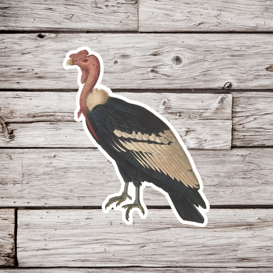 Condor Sticker