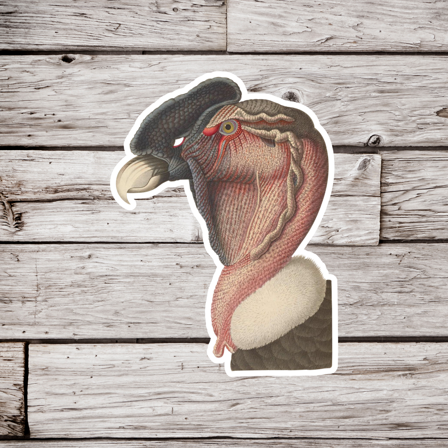 Condor Head Sticker