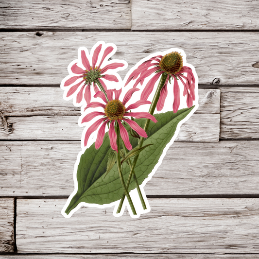 Coneflower Sticker